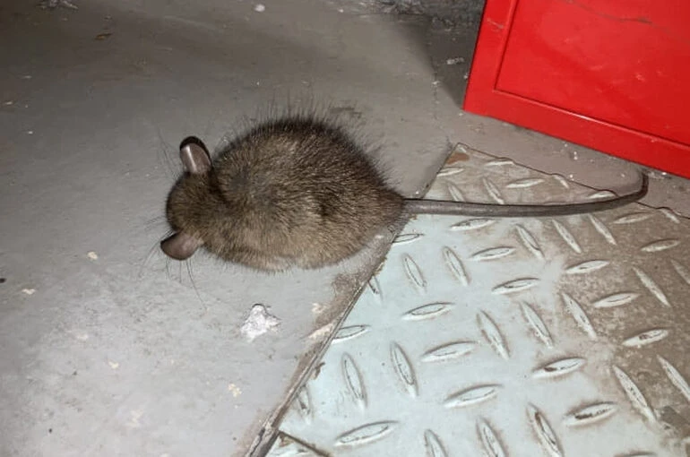 ネズミの害虫駆除にはどのくらいの料金がかかるの？価格要因や抑えるコツ