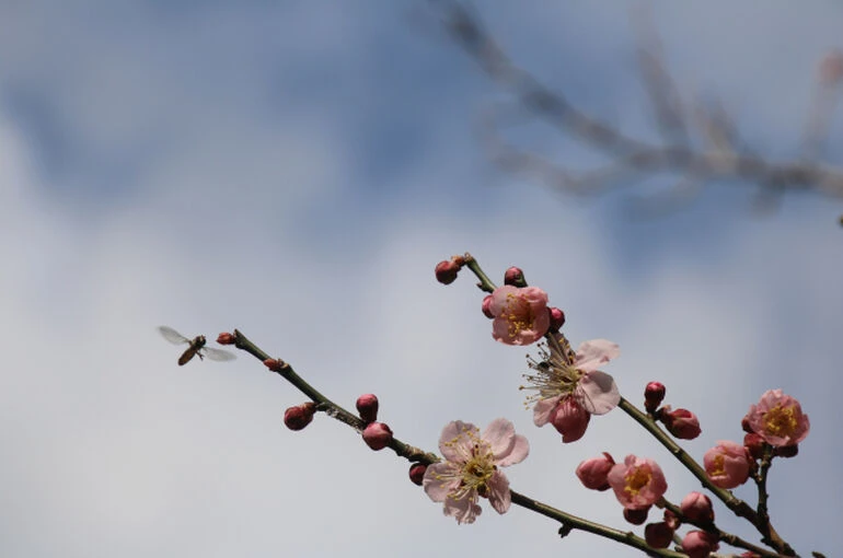 樹木につく害虫駆除方法について